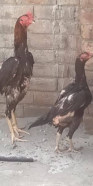 shamo chick and egg for sale 8