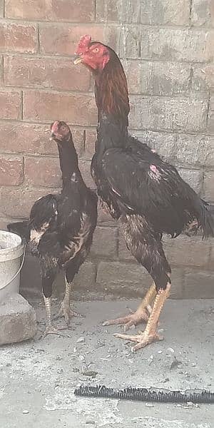 shamo chick and egg for sale 10