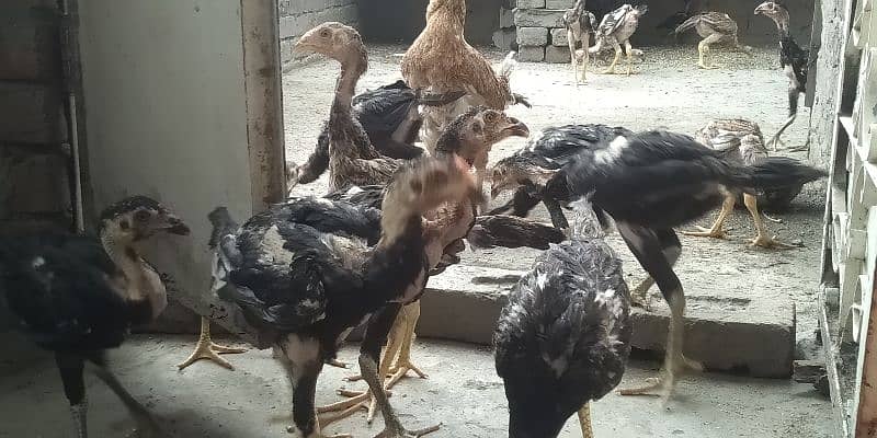 shamo chick and egg for sale 13