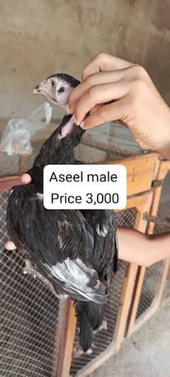 aseel male female chicks Available