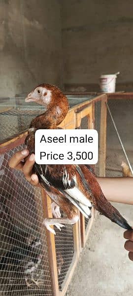 aseel male female chicks Available 1