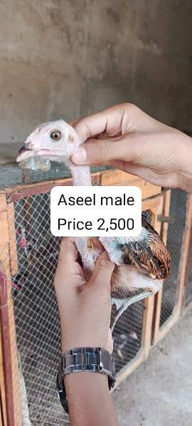 aseel male female chicks Available 2