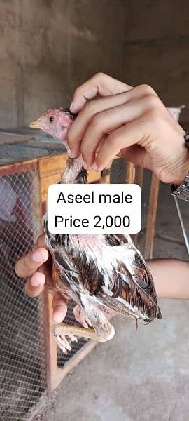 aseel male female chicks Available 3