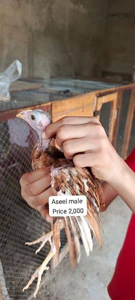 aseel male female chicks Available 4