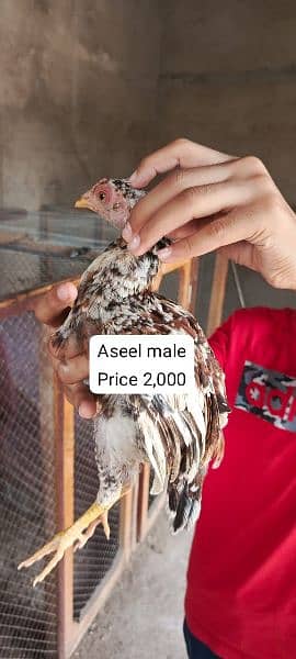 aseel male female chicks Available 6