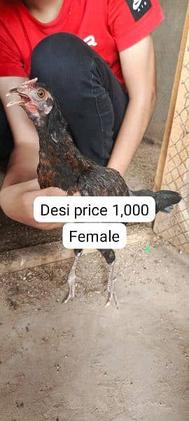 aseel male female chicks Available 8