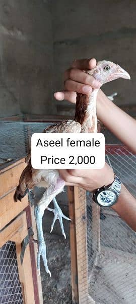 aseel male female chicks Available 9