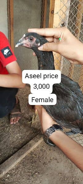 aseel male female chicks Available 10