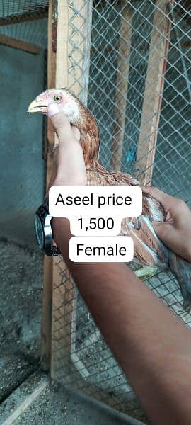 aseel male female chicks Available 11