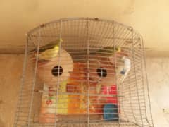 2 pairs of budgies without cage