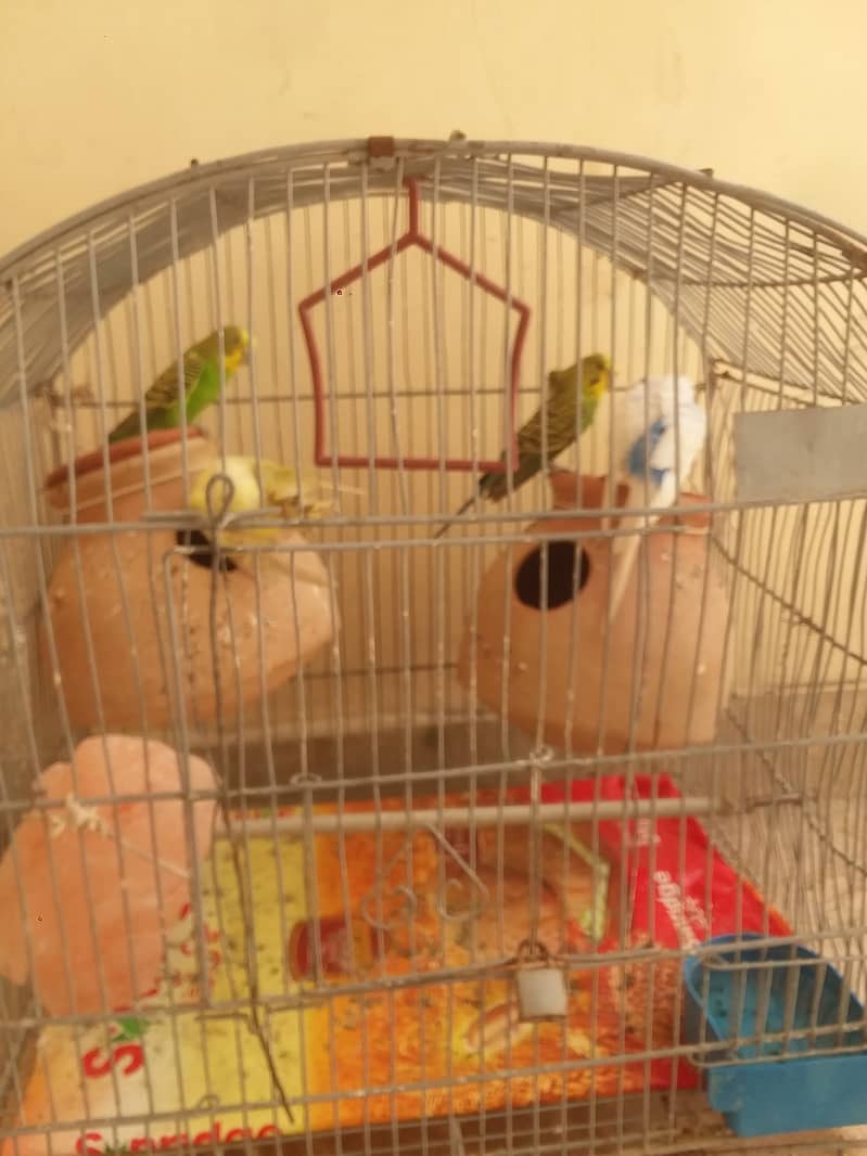 2 pairs of budgies without cage 1