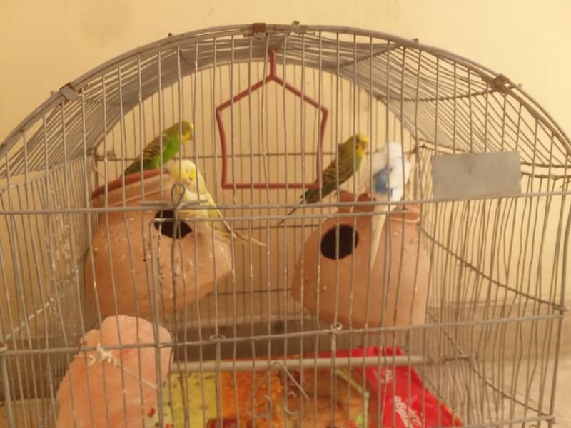 2 pairs of budgies without cage 2