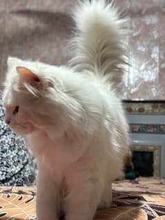 2 triple coat male full white. No is given in description for contact 0