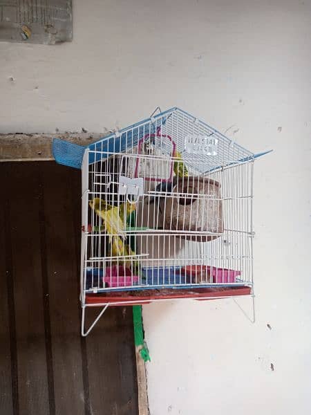 6 pice 3 male 3 female with cage fully 2