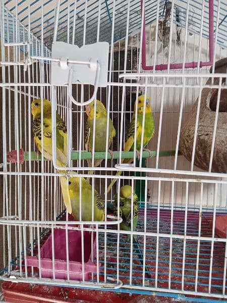 6 pice 3 male 3 female with cage fully 3