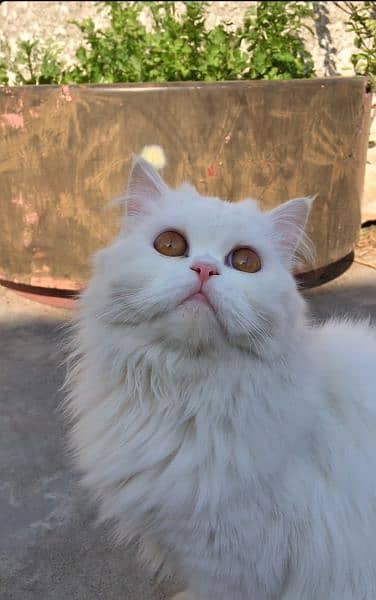 Persian female cat for sale 0