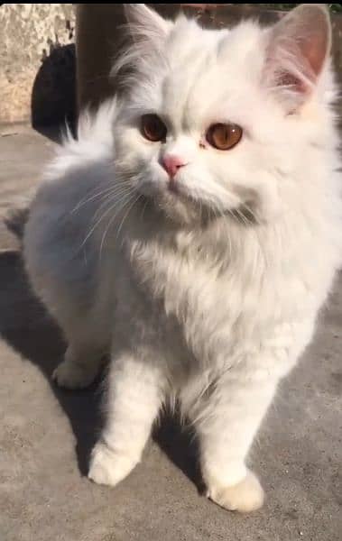 Persian female cat for sale 1