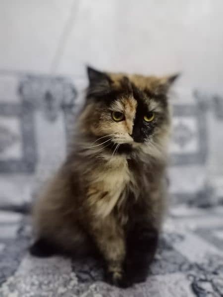 persian Cat for Sale 1