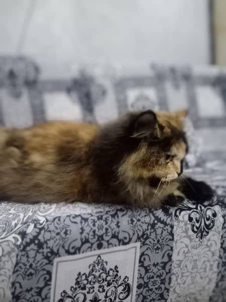 persian Cat for Sale 2