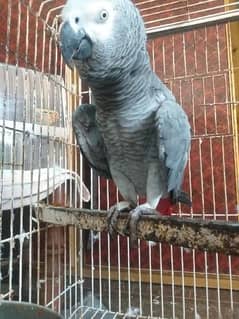 African gray parrot Male 9 years 0