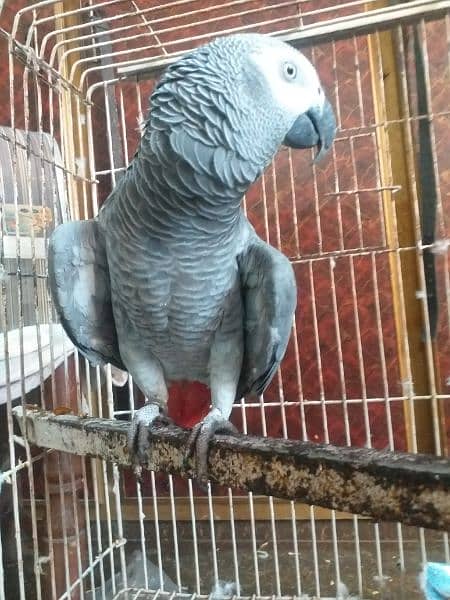 African gray parrot Male 9 years 1