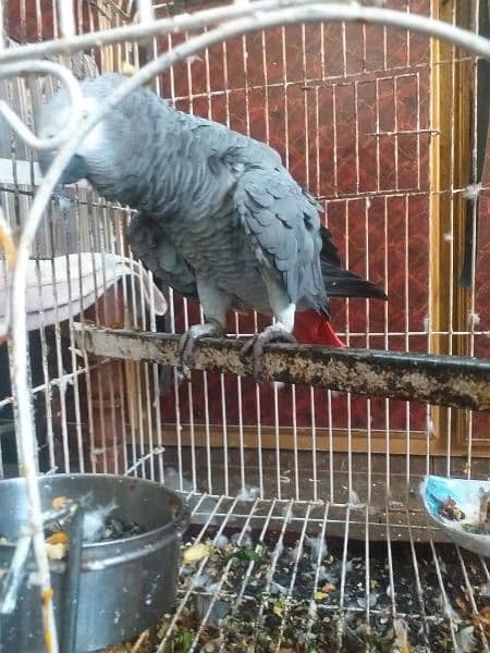 African gray parrot Male 9 years 3