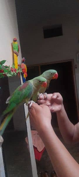 Kashmiri Raw Hand Tame Self Chick's Pair 0