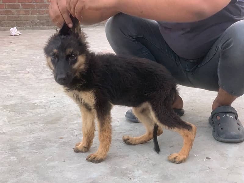 german shepherd pups for sale 1