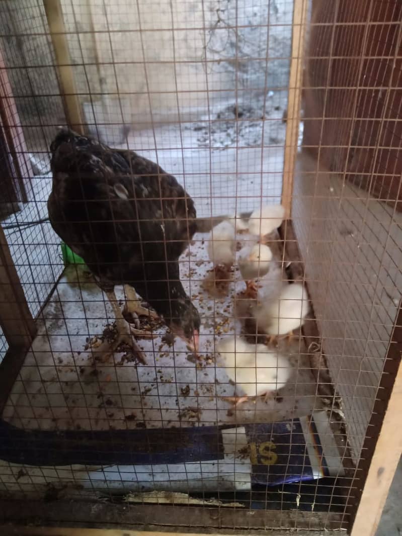 Aseel Hen with 5 chicks 1