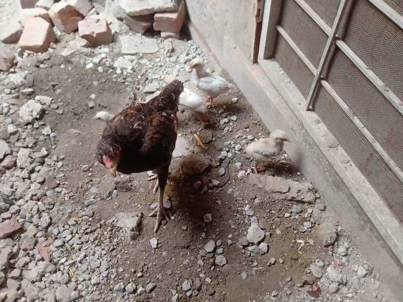 Aseel Hen with 5 chicks 3