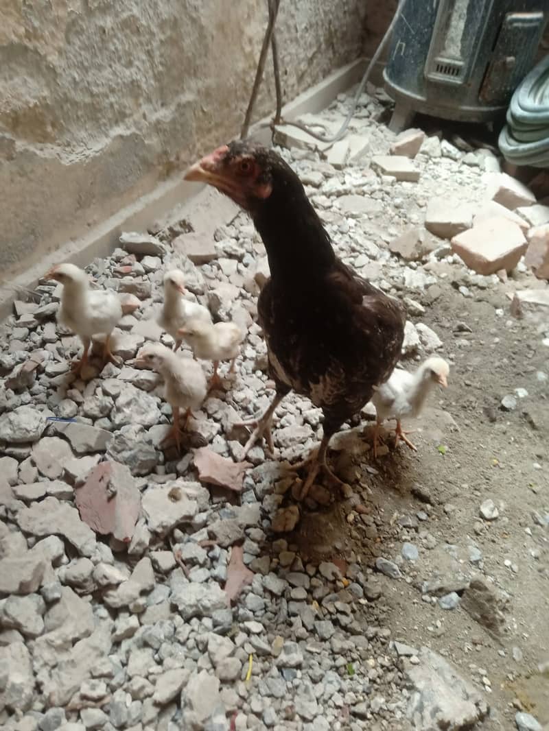 Aseel Hen with 5 chicks 4