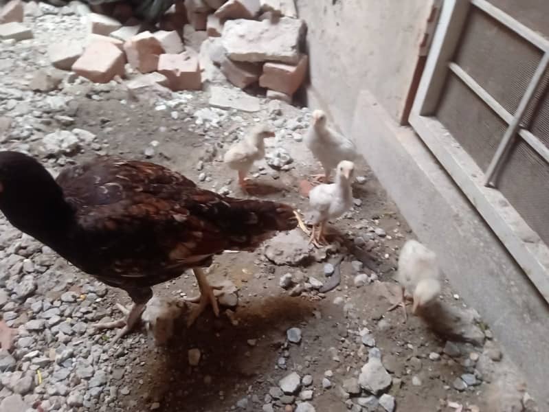 Aseel Hen with 5 chicks 5