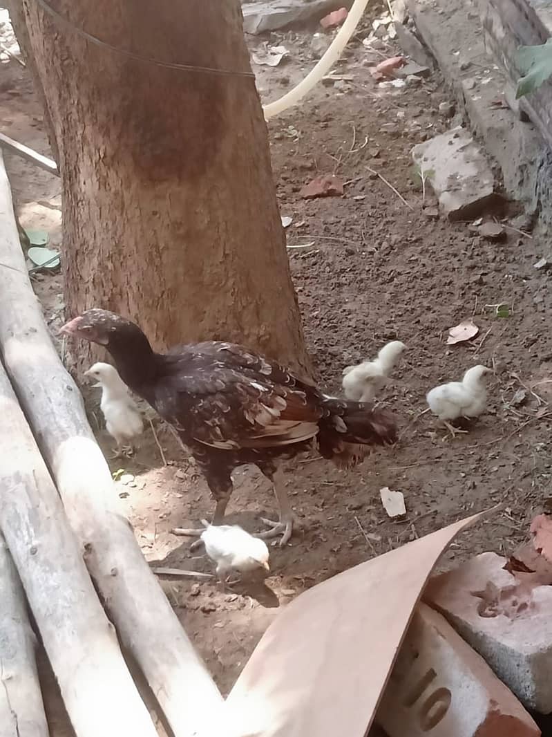 Aseel Hen with 5 chicks 7