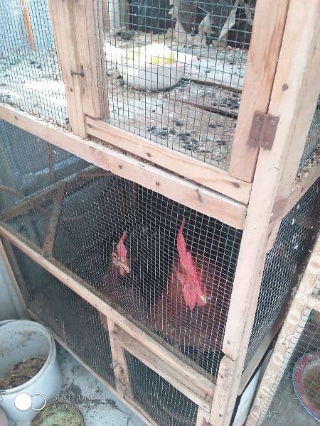 2 portion cage for sale (urgent sale) 1