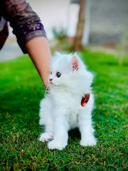 persian kitten 2