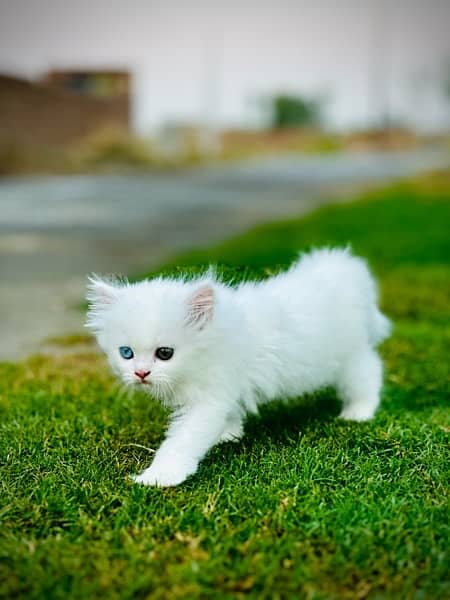 persian kitten 3