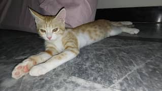 Cat for  sale contact for detail on WhatsApp no. 03014750373