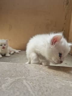 kitten 3 months Dol face breed