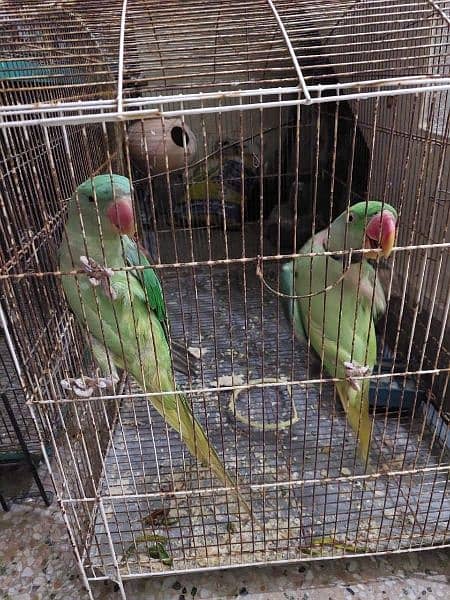 raw parrots pair 0