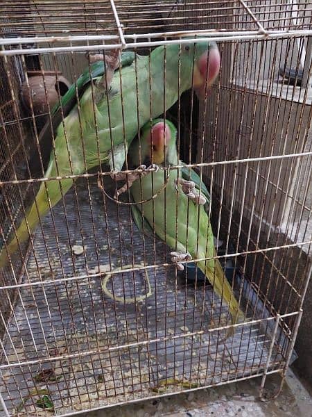 raw parrots pair 1