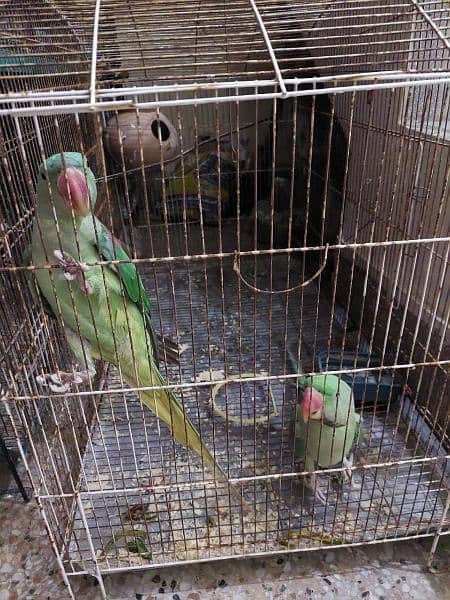 raw parrots pair 2