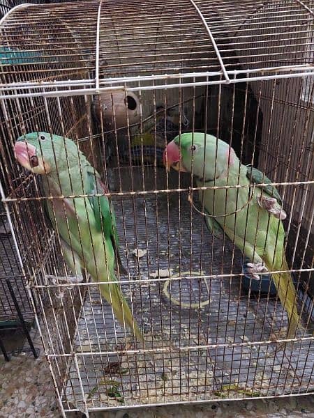 raw parrots pair 4