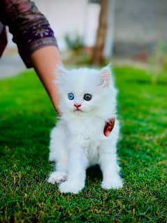 persian female triple coated odd eyes kitten for sale