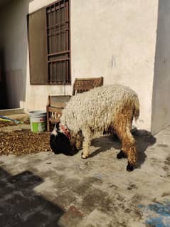 Female Sheep For Sale 0