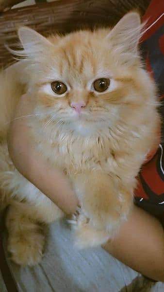 Persian cat for sale 0