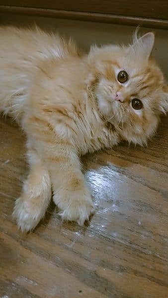 Persian cat for sale 1