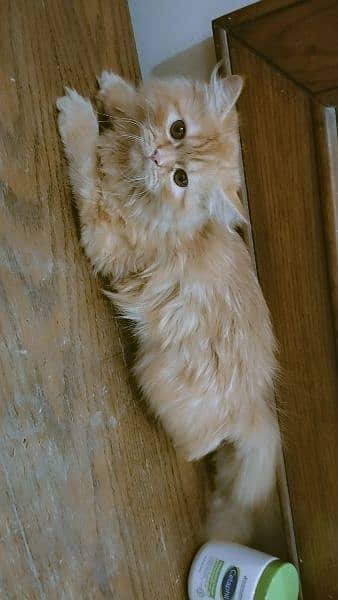 Persian cat for sale 2