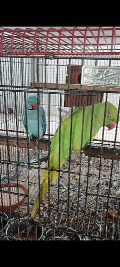 Blue Green Ringneck Sunconure Breeder Pair and Chicks
