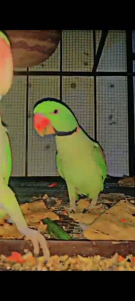 selling raw parrot 1