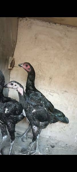 imported genoi thai 100% quality birds 1